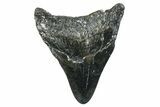 Juvenile Megalodon Tooth - North Carolina #352417-1